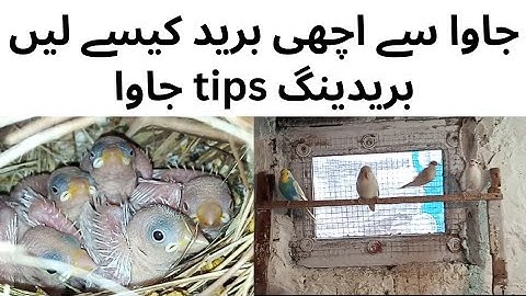 java breeding progress| java briding tips|| java chakis | #fawn #java