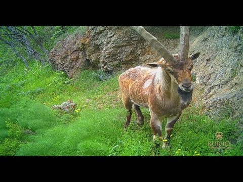 Горная Армения. Царство безоара