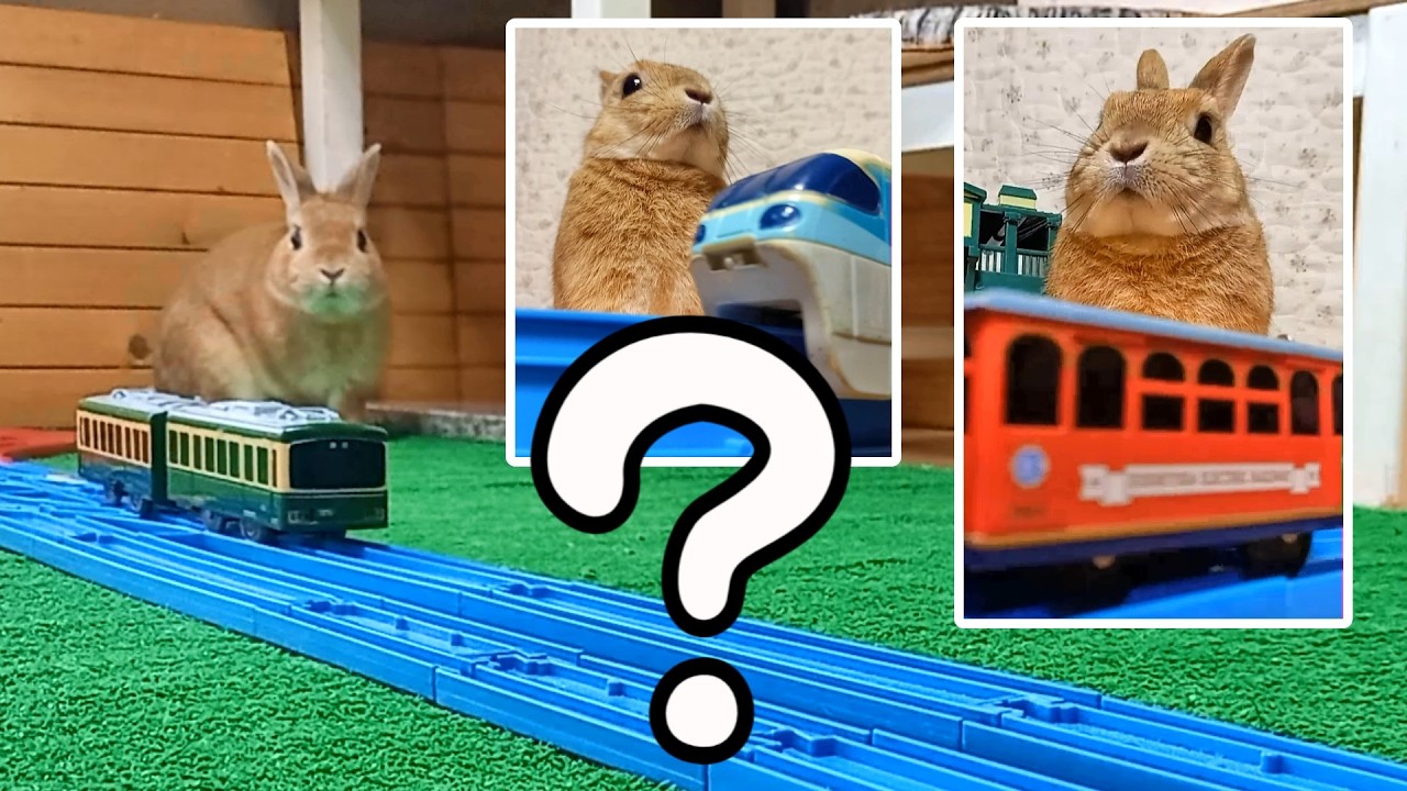 What is this!? | 1-Minute Bunny Cafe🐰☕ - YouTube