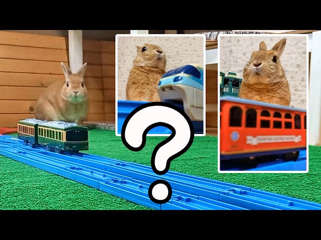 What is this!? | 1-Minute Bunny Cafe🐰☕ - YouTube