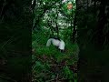 Striped Skunk Foraging at the Crack of Dawn!