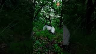 Striped Skunk Foraging at the Crack of Dawn!