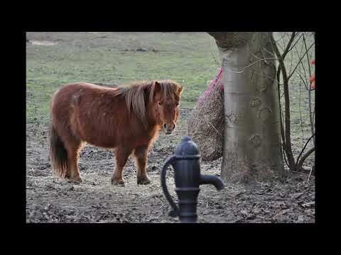 Video: American Shetland Horse Breed Hypoallergenic, Kalusugan At Life Span