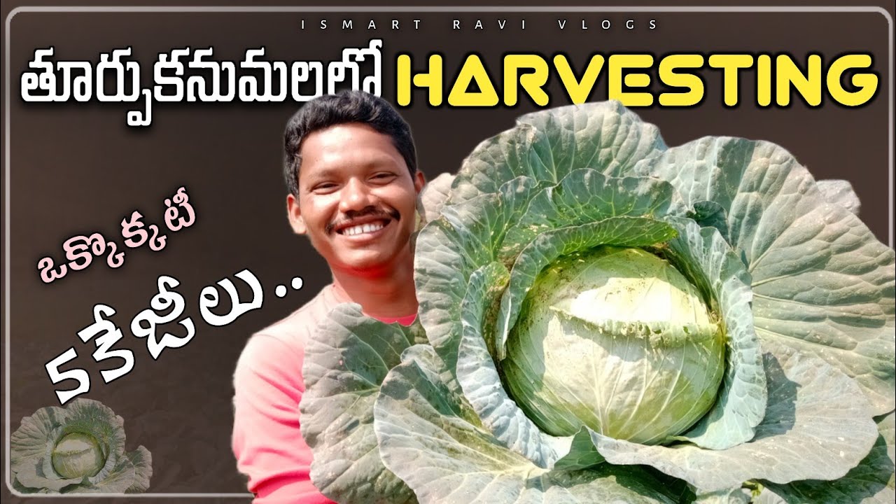 Tribals natural vegetable farming | Harvesting in Easternghats |