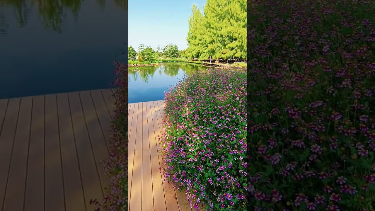 One Young Kham Farm ไร่ วัน ยัง ขำ บ้านมหาราช Tambon Chan Yai, Kantharalak, Si Sa Ket, Thailand 🇹🇭