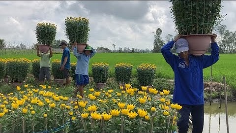 HOA CÚC PHA LÊ, GIAO HOA 21/12 - TẾT 2023