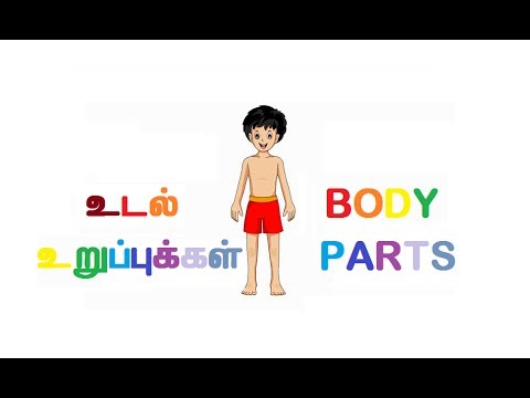 உடல் உருப்புகள் - Human Body Parts | Tamil Aruvi தமிழ் ...