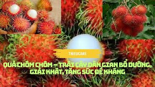 QUẢ CHÔM CHÔM – TRÁI CÂY DÂN GIAN BỔ DƯỠNG, GIẢI KHÁT, TĂNG SỨC ĐỀ KHÁNG