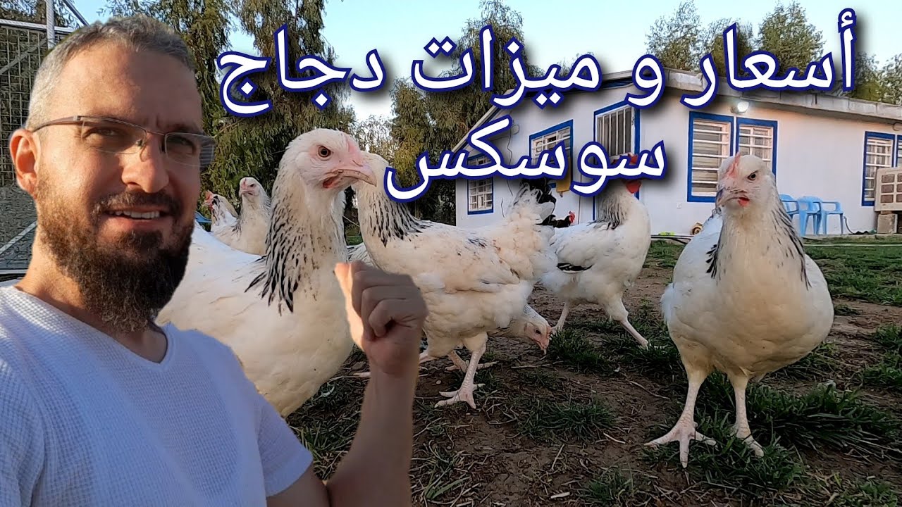 كفائة الطاقة الشمسية في الايام الغائمة ، اسعار وميزات الدجاج الجديد ، تطورات الدجاج المكرك (49)