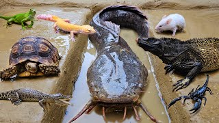 Catch jumbo catfish in the hole, ornamental fish, koi fish, goldfish, snakehead fish, crocodiles