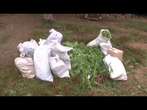 პოლიციამ 57 ძირი ნარკოტიკული საშუალების შემცველი მცენარე \"კანაფი“ ამოიღო