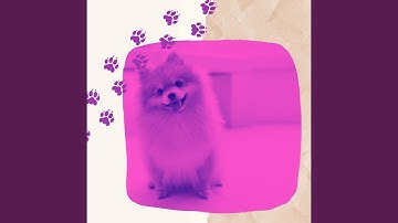 Sensational Ambience for Rescue Puppies