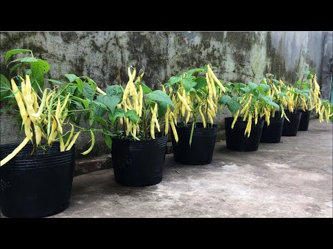 וִידֵאוֹ: טיפול שעועית שעועית צהובה: גידול שעועית צ'ירוקי בגינה