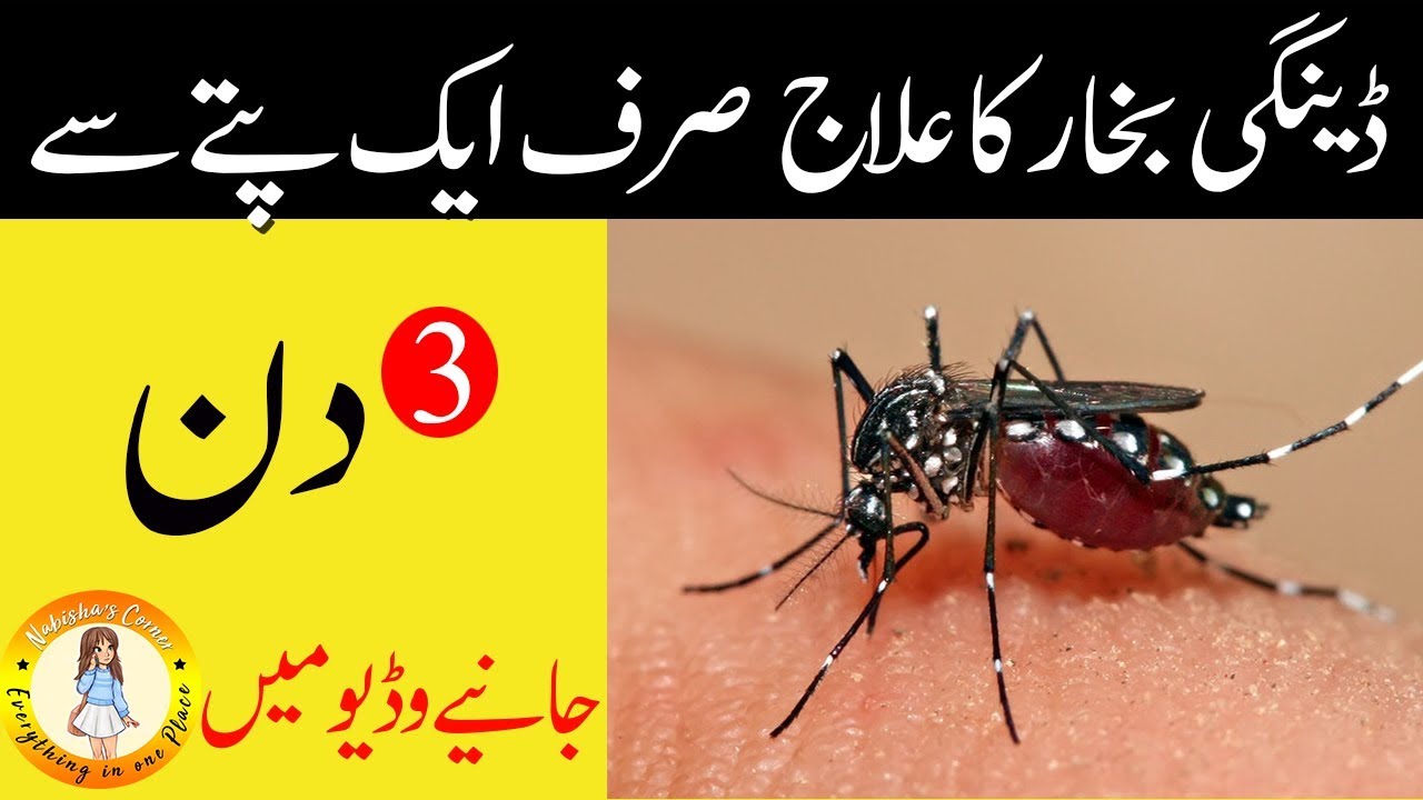 Dengue Fever Treatment at Home in Urdu Desi tips YouTube