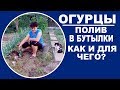 Как поливать огурцы из пластиковых бутылок  Альтернатива капельному поливу