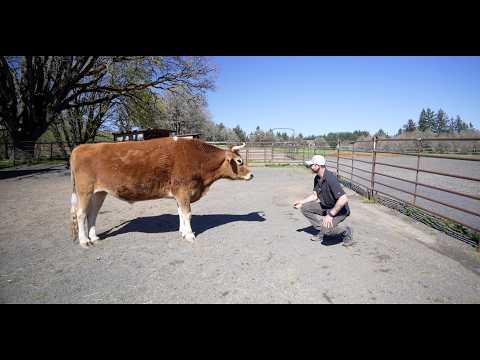 A big update on the farm animals thumbnail