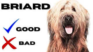 Briard Top 10 Facts | Pros and Cons you must know