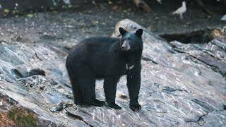 Neets Bay Bear Encounter By Land U0026 Sea  Ketchikan Alaska