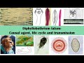 Diphyllobothrium Latum Causal Agent Life Cycle And Transmission Diphyllobothrium Latum Causal Agent Life Cycle And Transmission
