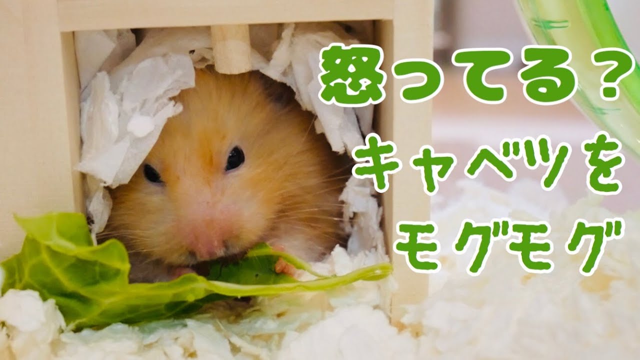 ハムスターハウスのなかでキャベツをモグモグ 可愛いけど 怒ってる Youtube
