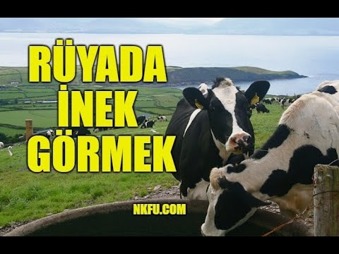 Rüyada İnek Görmek Ne Anlama Gelir? İnek Sağmak, İnek Sürüsü Yavrusu Nedir?