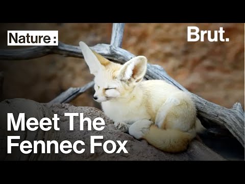 Meet the Fennec Fox