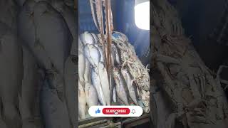 Machhali ka video | Digha Machhali | Digha best fish | Samundar Ka Machhali
