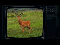 JDVision 2025 | Bulgaria's Entry Teaser