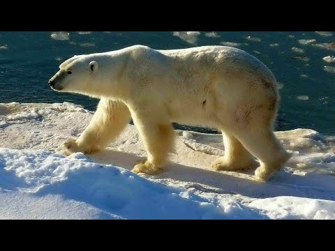 Vidéo: Est-ce que les ours traînent dans les arbres ?