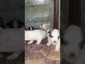 ❤️❤️🧿#dog #puppy #cute #love #ytviral #dogshorts #dogshorts