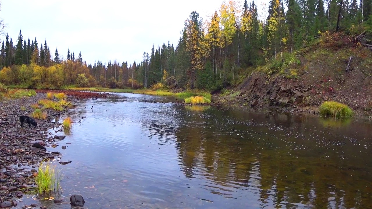 Осенняя рыбалка ч3. Хариус. Язь. Бешеный клёв. Ловля на спиннинг. Один в глухой тайге. Таёжный быт
