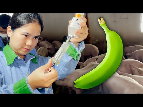 Video Chăn nuôi lợn: Bí quyết dùng chuối để điều trị bệnh - youtube