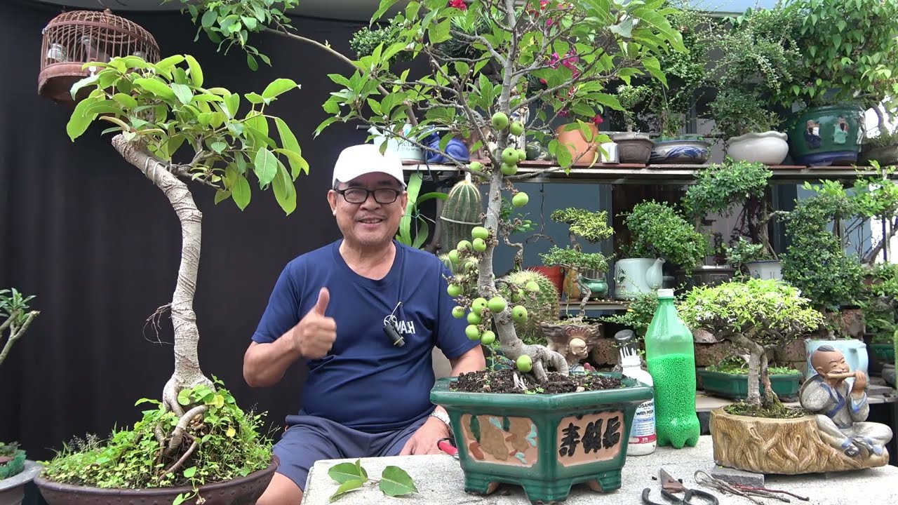 CHĂM CÂY SUNG RA TRÁI - CÂY TÚC RA LỘC ĐỂ ĐÓN XUÂN 2026 .