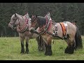 Draft Horses from different European countries, with beautiful harness