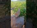 Wild Teetar Calling in Nature 🌿#teetarsound #wildbirds #teetarvoice #naturevideo #grayfrancolin