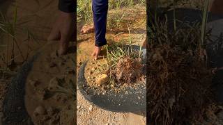 Waterlogged mud has the potential to contain pure gold. #goldprospecting #goldpanning