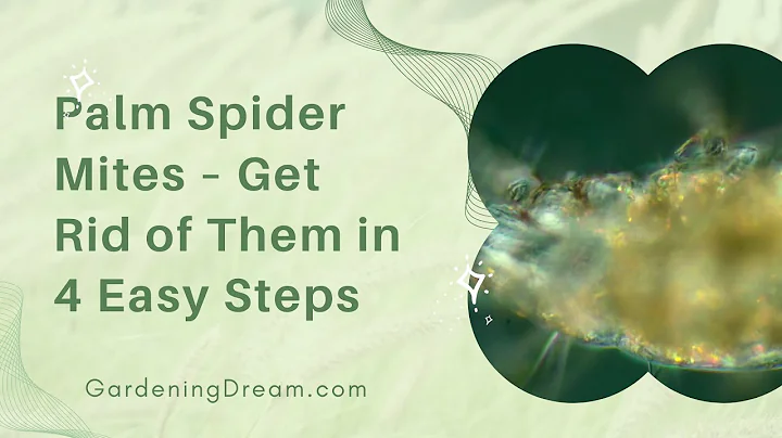 Palm Spider Mites – Get Rid of Them in 4 Easy Steps