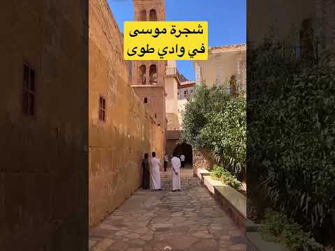 شجرة النبي موسى في وادي طوى سيناء مصر
