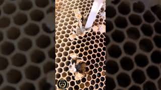 استخراج غذاء ملكات النحل