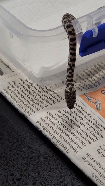 Pygmy Banded Stimson Python. my fist snake. - YouTube