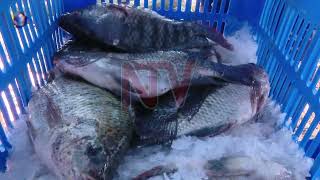Frustration among fish maw dealers Over 8% tax impact - Vimarsana News
