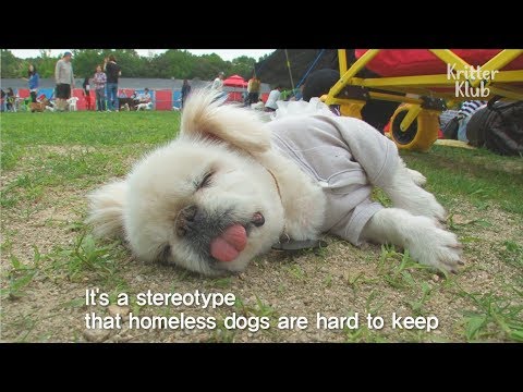 Video: Mengapa Anda Harus Mempertimbangkan Mempertahankan Anjing
