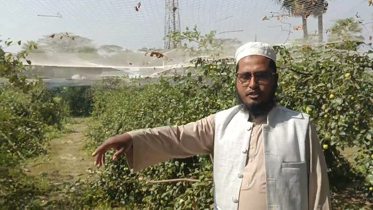 রমজান মাসে অস্ট্রেলিয়ান আপেল কুল বল সুন্দরী বড়ই  মাদ্রাসার শিক্ষকরা জমিতে এসে কিনে নিতেছে বরই চাষ  