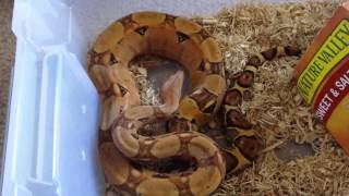 Famous Blood Python vs Boa Constrictor part 2 Wealth