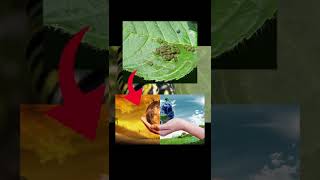 Çevreye En Fazla Zarar Veren Hayvan