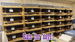 Rat Shed Tour! Breeding Feeder Rodents!