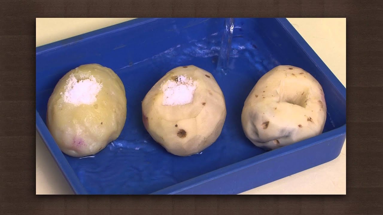 How do you do a lab for osmosis with potatoes?