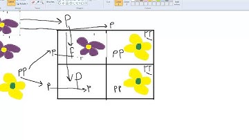 Genetics I. Patterns of Inheritance