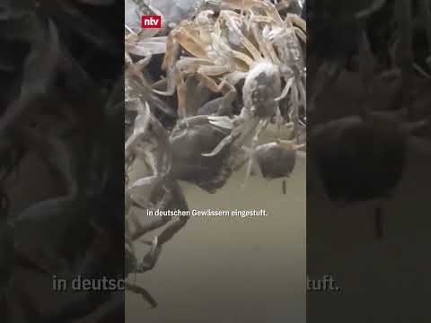 Holy Crab! Hunderttausende