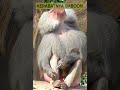 Kipunji : Monyet Unik yang Jarang Diketahui